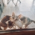 İki Minik Kız Ailesini Arıyor 🐾 | 3 Aylık fotoğraf