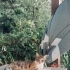 İki Minik Kız Ailesini Arıyor 🐾 | 3 Aylık fotoğraf