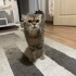 AŞILARI TAM BRİTİSH-SCOTTISH MELEZİ KISIR VE ÇİPLİ ..!! fotoğraf