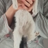 Acilen ömürlük yuva aranıyor fotoğraf