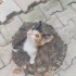 Oyun seven; meraklı ,tatlı ve meraklı bir kedi,onu sevecek ve bakacak bir aile a fotoğraf