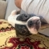 ÜCRETSİZ FRANSIZ BULLDOG YAVRUSUNA ÖMÜRLÜK YUVA fotoğraf