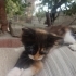 Oyun seven ,tatlı , yuvaya ihtiyacı olan minik bir kedi fotoğraf