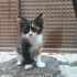 Oyun seven ,tatlı , yuvaya ihtiyacı olan minik bir kedi fotoğraf