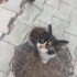 Oyun seven ,tatlı , yuvaya ihtiyacı olan minik bir kedi fotoğraf