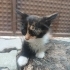 Oyun seven ,tatlı , yuvaya ihtiyacı olan minik bir kedi fotoğraf