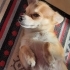 Ücretsiz sahiplenme fotoğraf