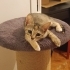 Minik Kurabiye Ömürlük Ailesini Arıyor 🐈 fotoğraf