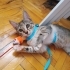 Minik Kurabiye Ömürlük Ailesini Arıyor 🐈 fotoğraf