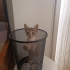 Minik Kurabiye Ömürlük Ailesini Arıyor 🐈 fotoğraf