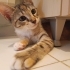 Minik Kurabiye Ömürlük Ailesini Arıyor 🐈 fotoğraf