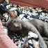 ÜCRETSİZ CANA ÇOOK YAKIN YAVRU SAFKAN  RUSSIAN BLUE fotoğraf