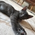 ÜCRETSİZ CANA ÇOOK YAKIN YAVRU SAFKAN  RUSSIAN BLUE fotoğraf