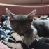 ÜCRETSİZ CANA ÇOOK YAKIN YAVRU SAFKAN  RUSSIAN BLUE fotoğraf