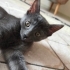 ÜCRETSİZ CANA ÇOOK YAKIN YAVRU SAFKAN  RUSSIAN BLUE fotoğraf