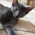 ÜCRETSİZ CANA ÇOOK YAKIN YAVRU SAFKAN  RUSSIAN BLUE fotoğraf