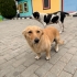 Balım Evini Arıyor fotoğraf
