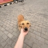 Balım Evini Arıyor fotoğraf