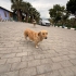 Balım Evini Arıyor fotoğraf