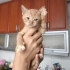 FIRINDAN TAPTAZE SICACIK SARMAN fotoğraf