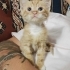 FIRINDAN TAPTAZE SICACIK SARMAN fotoğraf