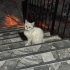🤍🐱 Konyada Beyaz British Shorthair Şanslı ve 5 Yavrusu İçin Yuva Aranıyor! fotoğraf
