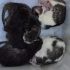 🤍🐱 Konyada Beyaz British Shorthair Şanslı ve 5 Yavrusu İçin Yuva Aranıyor! fotoğraf