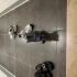 Yavru Kedi (Taşıma kabı ve tuvaletiyle beraber) fotoğraf