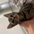 Yavru Kedi (Taşıma kabı ve tuvaletiyle beraber) fotoğraf