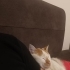 Mucize acil ömürlük yuva arıyor fotoğraf