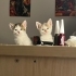 İlgi manyagi kucak seven bir bebo fotoğraf