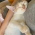İlgi manyagi kucak seven bir bebo fotoğraf