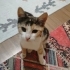 10 haftalık sevecen bir kucak kedisi fotoğraf