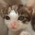 PRENSESİMİZE YUVA ARIYORUZ! 🐾 fotoğraf