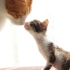 PRENSESİMİZE YUVA ARIYORUZ! 🐾 fotoğraf