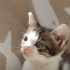 PRENSESİMİZE YUVA ARIYORUZ! 🐾 fotoğraf