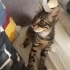Leo 1,5 aylık Erkek çok sağlıklı dünya tatlısı çocuk fotoğraf