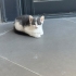 Terasta doğan yavrular fotoğraf