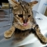 Acil kedi yuvalandırma fotoğraf