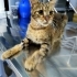 Acil kedi yuvalandırma fotoğraf