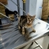 Acil kedi yuvalandırma fotoğraf