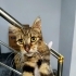 Acil kedi yuvalandırma fotoğraf