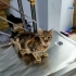 Acil kedi yuvalandırma fotoğraf