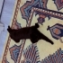 Kısırlaştırılmış siyah british dişi kedi fotoğraf