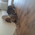 Oyuncu Bir Kedi fotoğraf