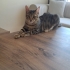 Oyuncu Bir Kedi fotoğraf