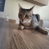 Oyuncu Bir Kedi fotoğraf
