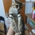 Annesiz minik kedi yuva arıyor fotoğraf