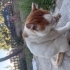 Güçlü için Yuva fotoğraf