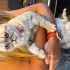 Sevimli, kendini sevdiren mazlum bir kedi fotoğraf